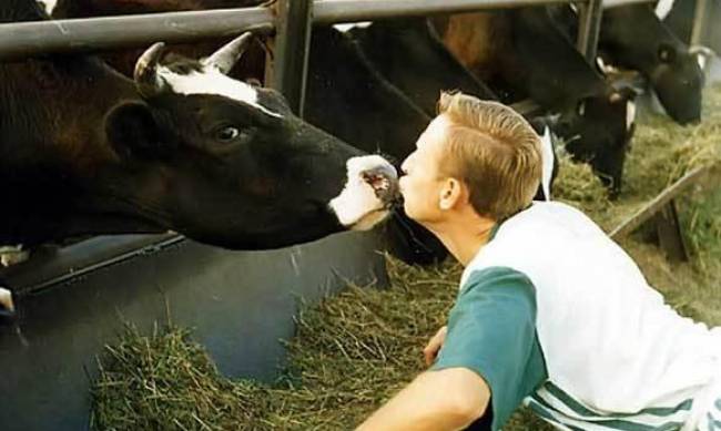 В Житомирской области коровы помогли задержать пьяного водителя фото