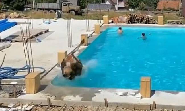 Пересмотрела Олимпиаду: корова прыгнула в бассейн с отдыхающими в Карпатах фото