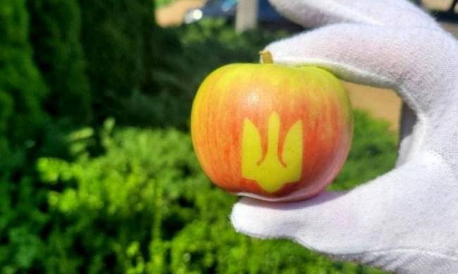 В Винницкой области ко Дню Независимости вырастили яблоки с Трезубцем фото