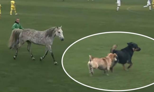  Ход конем: футбольный матч между Украиной и Италией пытались сорвать собаки и лошадь   фото