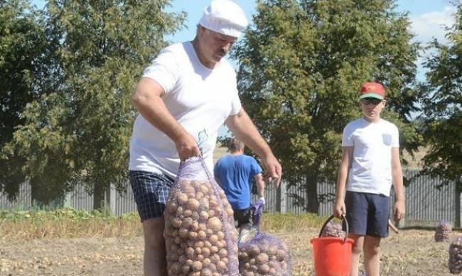 Вот это поворот: Украина стала самым крупным поставщиком картофеля в Беларусь  фото