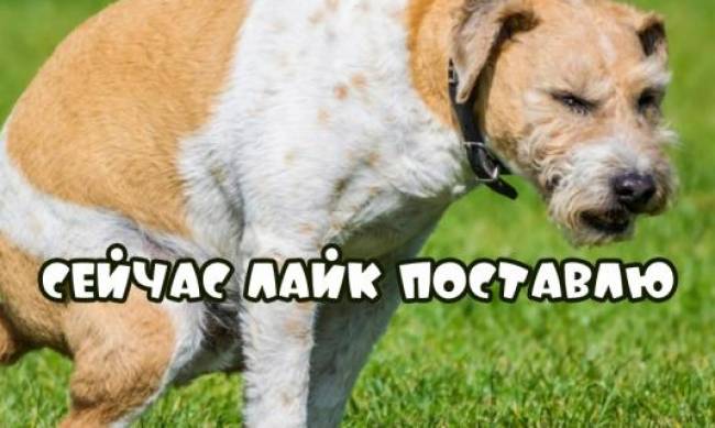 Штрафы за выгул собак без намордников в Украине, и не уборка владельцами экскрементов: закон вступил в силу фото