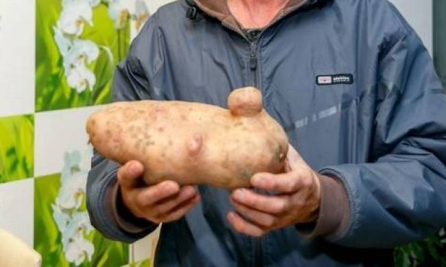 Как добиться высоких урожаев картофеля? фото