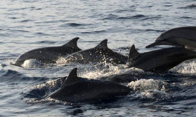 Nie tak uprzejmie: dlaczego delfiny zabijają i gwałcą kąpiących się ludzi фото