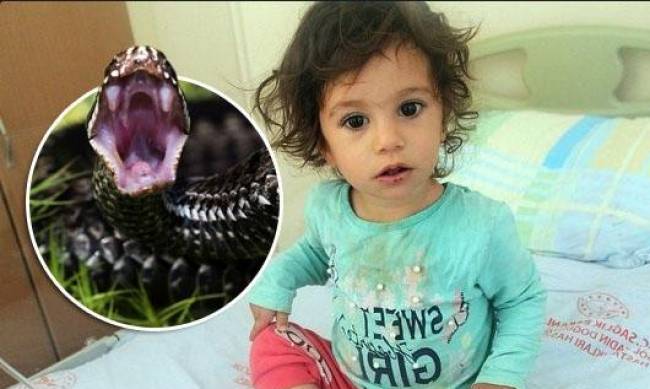 W Turcji dwuletnia dziewczynka ugryzła węża фото