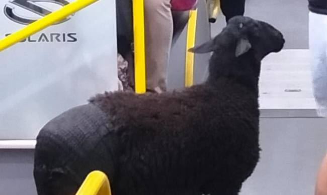 Owca w pieluszce w autobusie miejskim w Warszawie фото