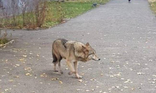 Warszawian ostrzegał, że w mieście można spotkać wilki фото