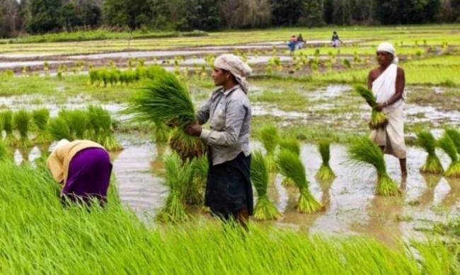 Dlaczego pola ryżowe są zalane wodą фото
