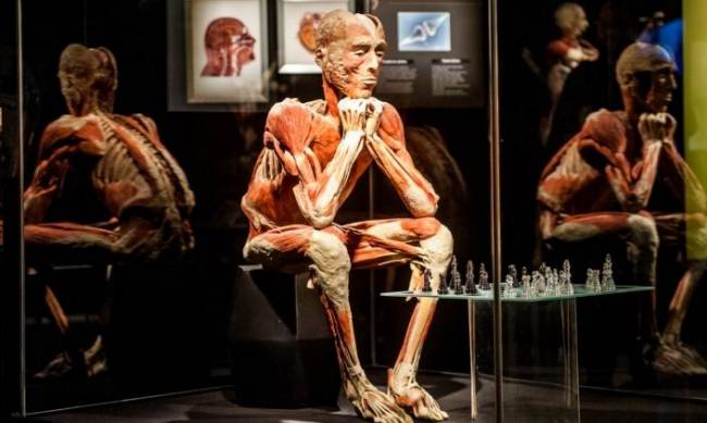 Wystawa prawdziwych ludzkich ciał i narządów odbędzie się w Warszawie фото
