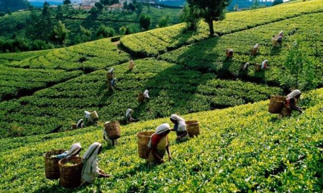 Jak Ceylon, trzeci co do wielkości producent kawy na świecie, stał się herbatową wyspą Sri Lanki фото