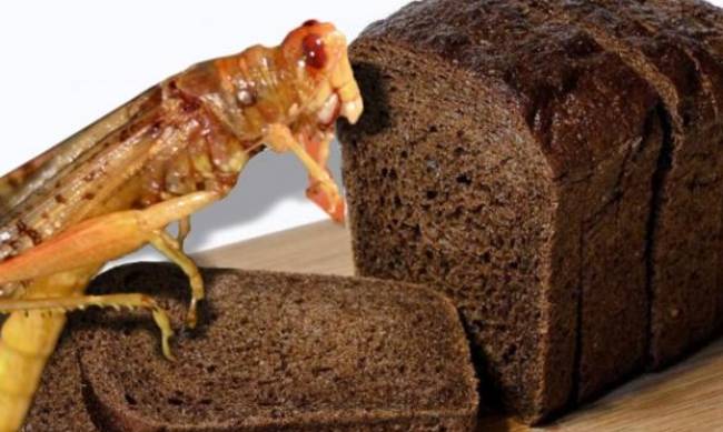 UE zezwala na stosowanie mączki z owadów do produkcji chleba i pizzy фото