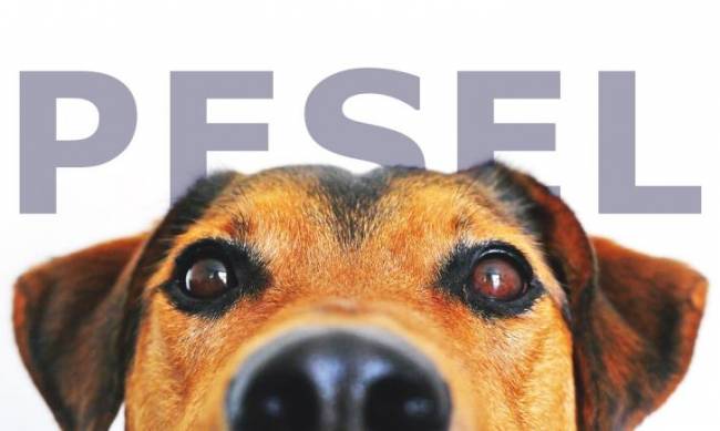 PESEL dla PIESKA – w Polsce przygotowywana jest ustawa o obowiązkowym czipowaniu psów фото