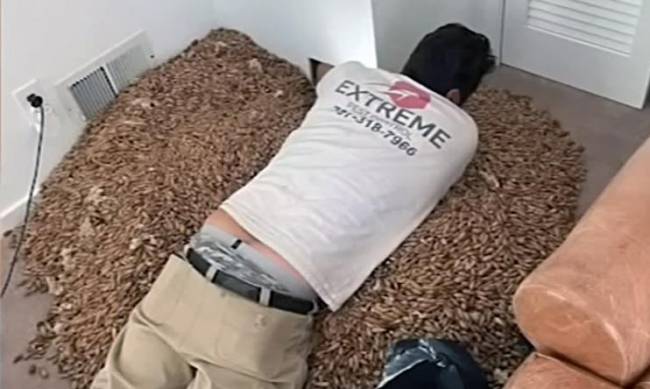 317 kilogramów żołędzi ukrytych w ścianie domu przez dzięcioły znalezione w USA фото
