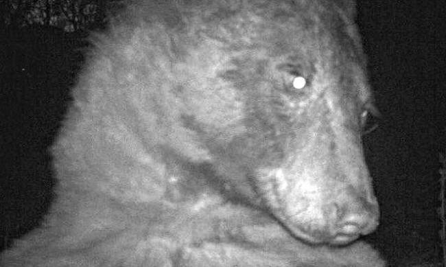 Niedźwiedź ukradł aparat i zrobił w lesie ponad 400 selfie фото