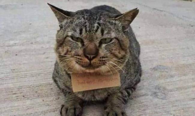 Zaginiony kot wrócił z notatką na szyi - właściciel był w szoku, gdy przeczytał, co tam było napisane фото