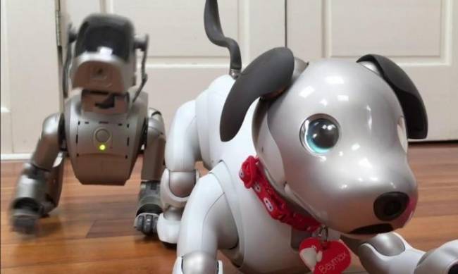 Sony szuka rodzin zastępczych dla swoich starzejących się psów-robotów фото