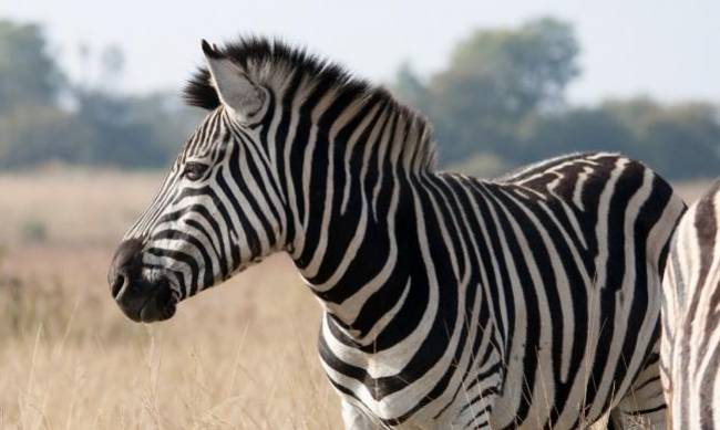 Dlaczego zebra jest w paski: cztery hipotezy biologów фото