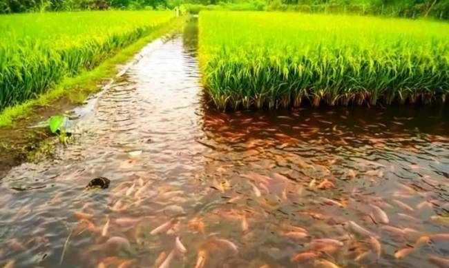 Dlaczego wkładają ryby na pola ryżowe фото