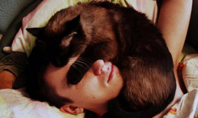 Miłość czy zimna kalkulacja: dlaczego Twój kot woli spać z Tobą фото